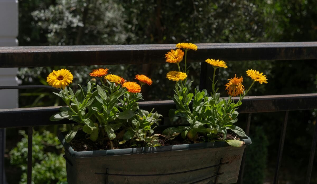 Bright yellow and orange calendula flowers in a planter on a sunlit balcony in İzmir, Türkiye. — Photo by Doğan Alpaslan Demir on Pexels