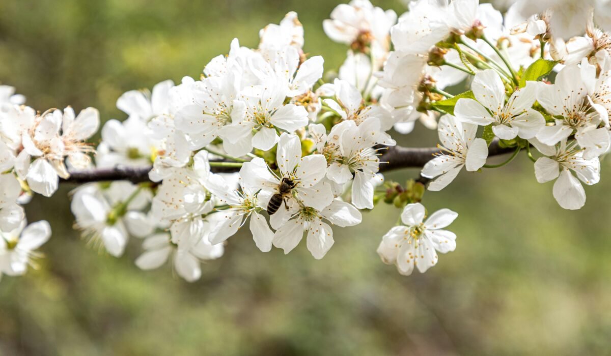 A bee pollinating white cherry blossoms on a branch, signaling spring. — Photo by Boris Hamer on Pexels