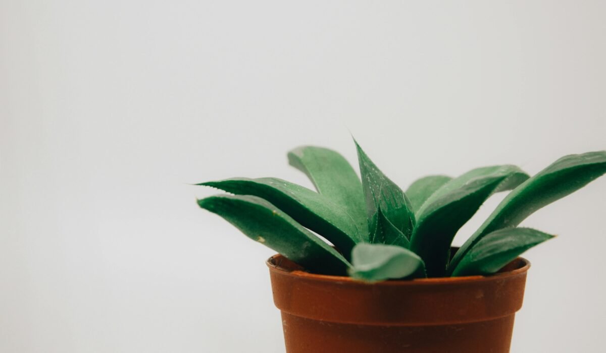 Minimalist image of a green succulent plant in a terra cotta pot against a neutral background. — Photo by Gül Işık on Pexels