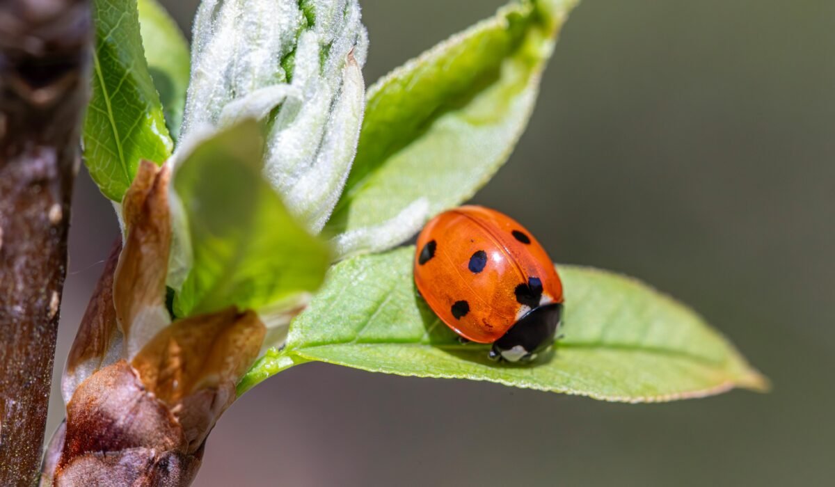 Vibrant seven-spotted ladybug resting on fresh green leaf, perfect for nature and ecology themes. — Photo by Erik Karits on Pexels