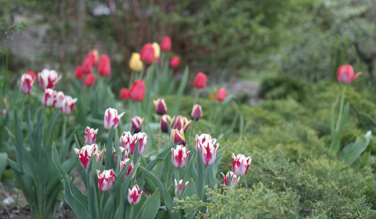 A beautiful tulip garden featuring vibrant blooms in spring. — Photo by Roman Biernacki on Pexels