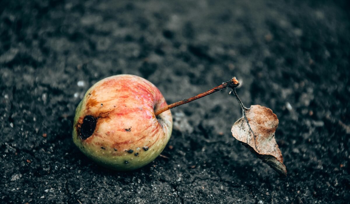 A close-up of a rotten apple with a dried leaf on dark soil, highlighting decay and nature's cycle. — Photo by PSRVSKY PI on Pexels