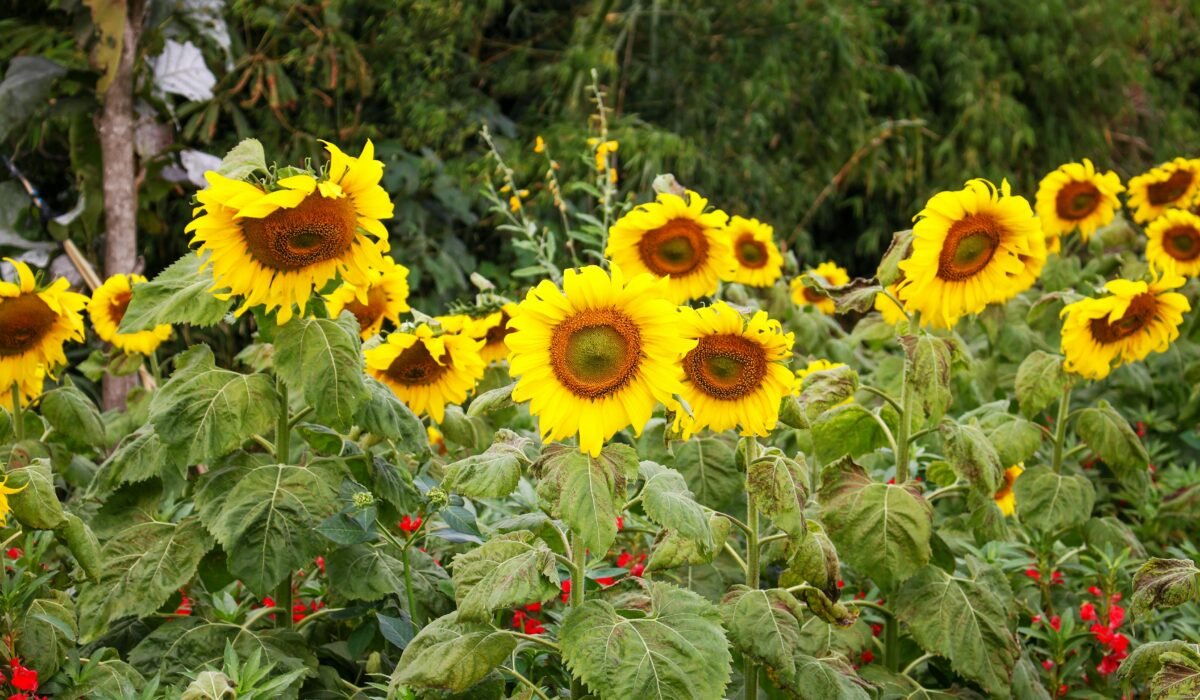 A beautiful field of sunflowers in full bloom during summer. — Photo by Kunsue CHAIWAT on Pexels