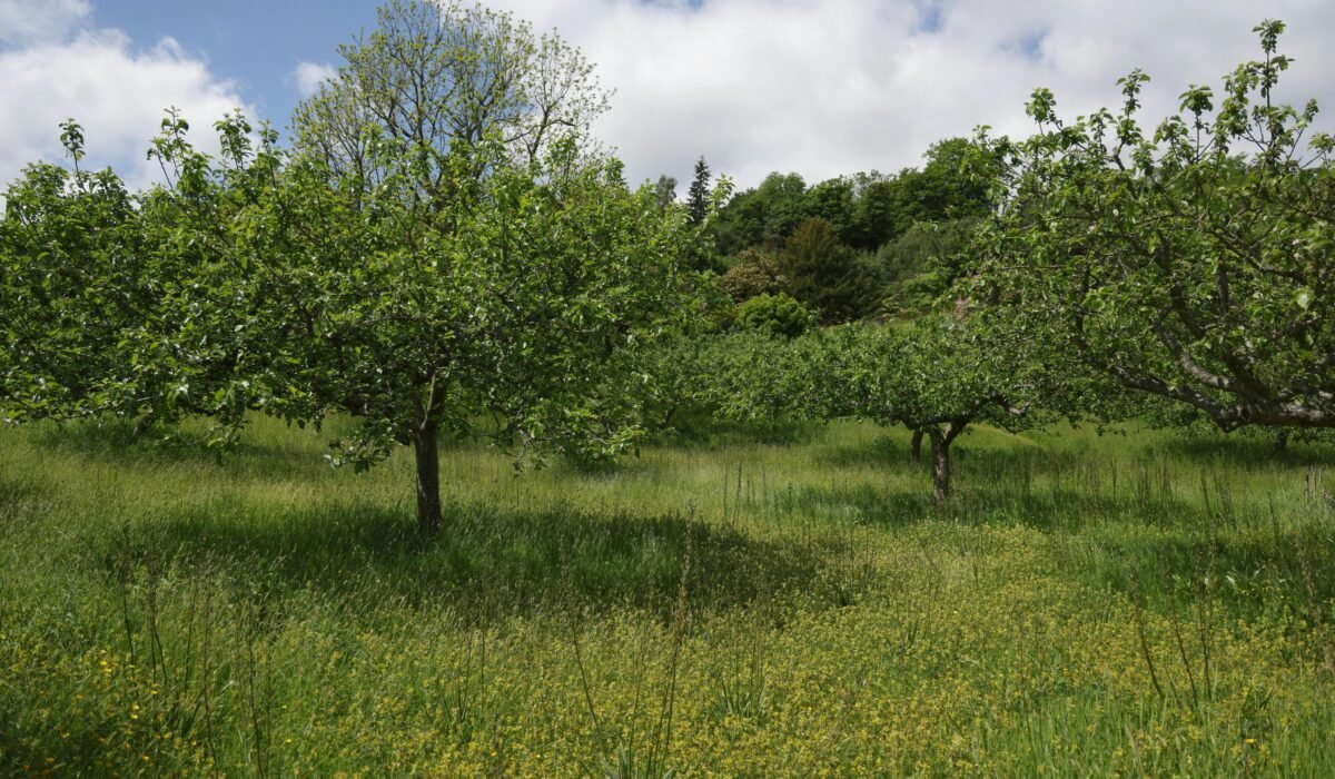 Scenic view of a lush green orchard on a sunny day with vibrant wildflower meadow. — Photo by Stephen Noulton on Pexels