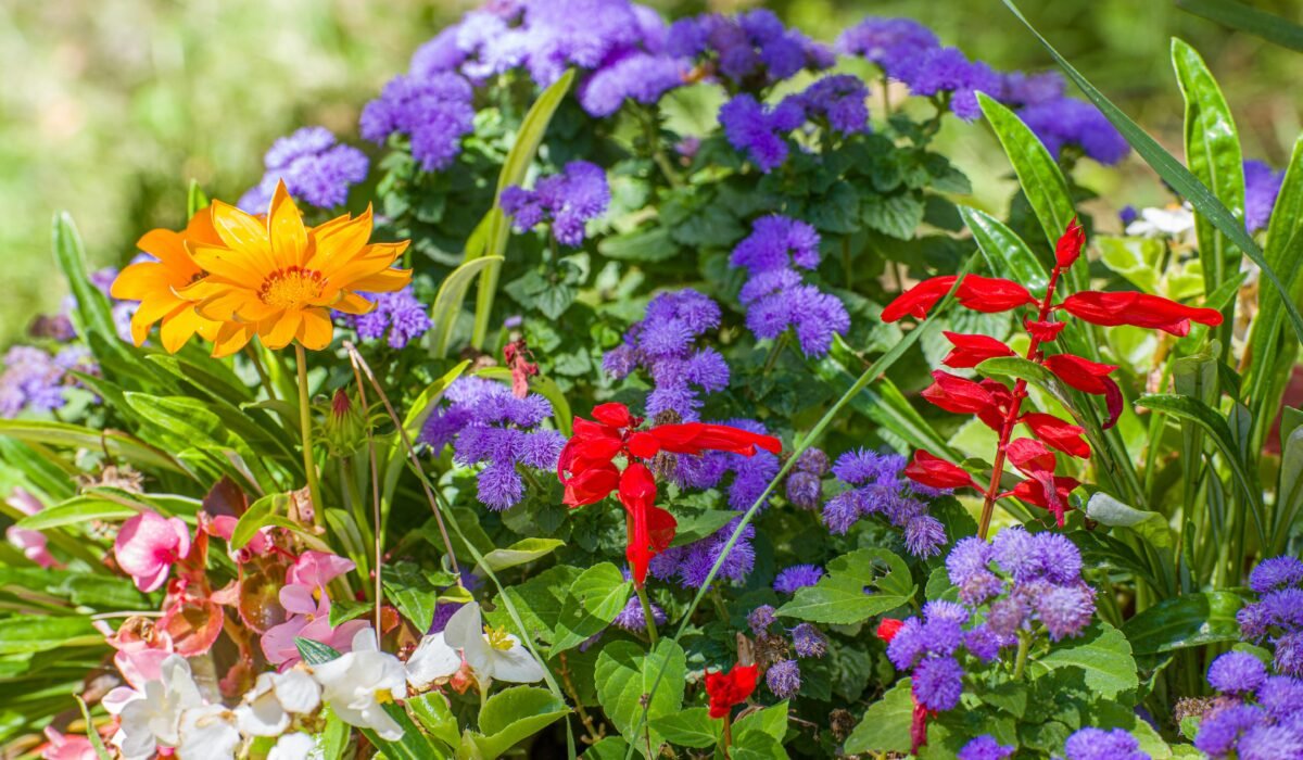 Vibrant summer flowers in full bloom, showcasing a vivid array of colors in sunlight. — Photo by Murat Halıcı on Pexels