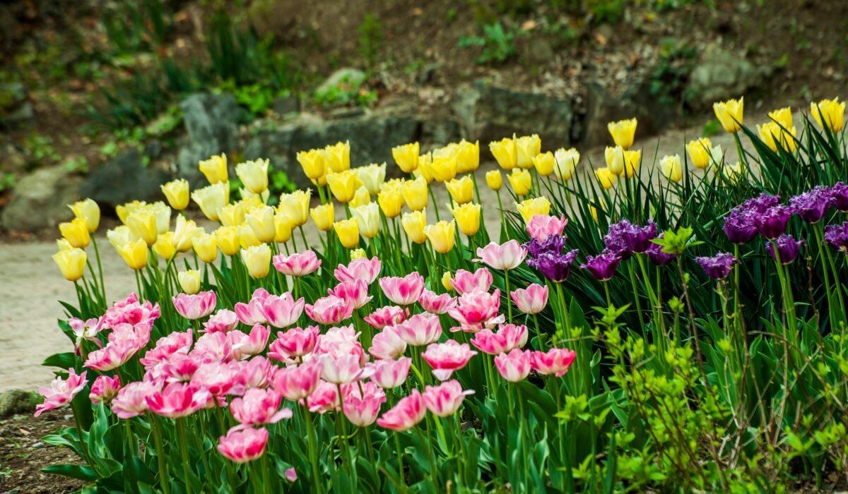 A colorful display of yellow, pink, and purple tulips in a lush spring garden setting. — Photo by levan simonshvili on Pexels
