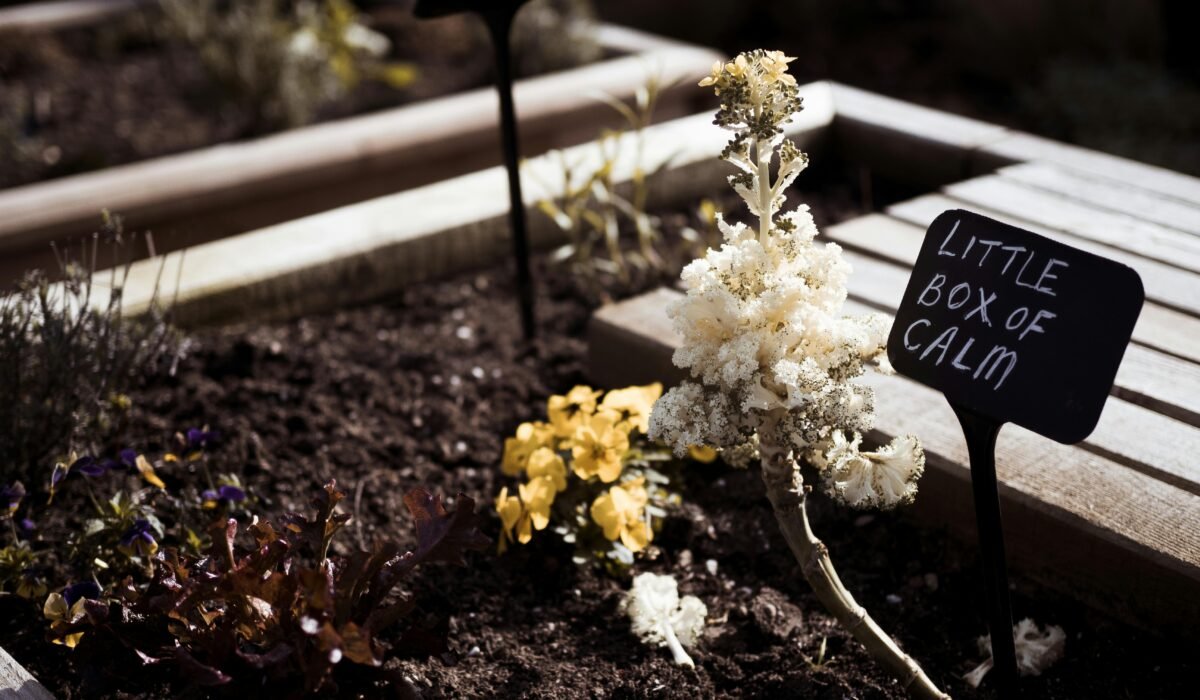 A peaceful garden bed labeled 'Little Box of Calm' with flowers and soil. — Photo by Lisa from Pexels on Pexels
