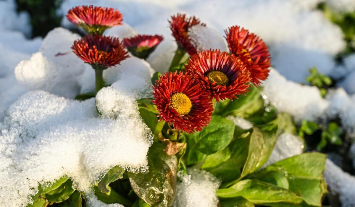 Red daisies breaking through fresh snow, showcasing resilience in a winter garden scene. — Photo by Vladimir Srajber on Pexels