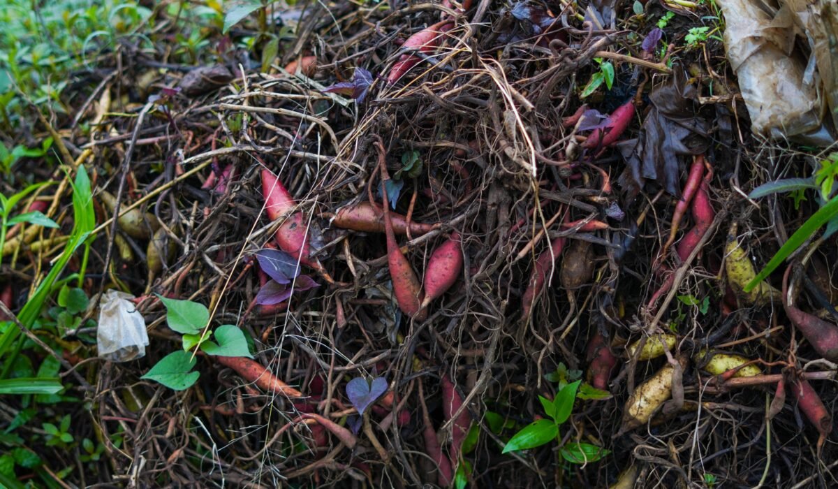 Pile of organic compost with various plant roots and leaves, showcasing vibrant natural colors. — Photo by Robbi F on Pexels