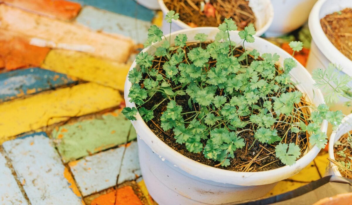 Fresh green herbs growing in a white pot on a colorful patio. Ideal for healthy lifestyle concepts. — Photo by FOX ^.ᆽ.^= ∫ on Pexels