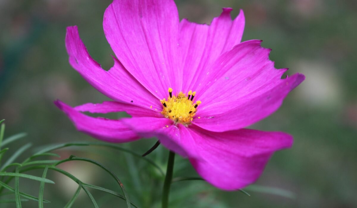 Close-up of a vibrant pink cosmo flower in a Toronto garden, showcasing delicate petals. — Photo by alex ohan on Pexels