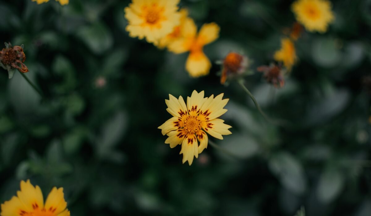 Close-up of vibrant Coreopsis flowers in a lush green garden setting, showcasing nature's beauty. — Photo by Pramod Tiwari on Pexels