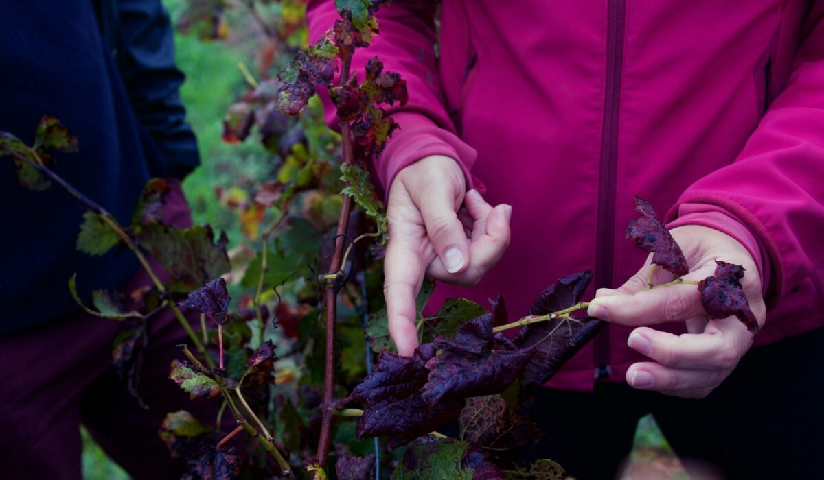Hands inspecting grape leaves with disease in a vineyard in Léognan. — Photo by Liv Kao on Pexels