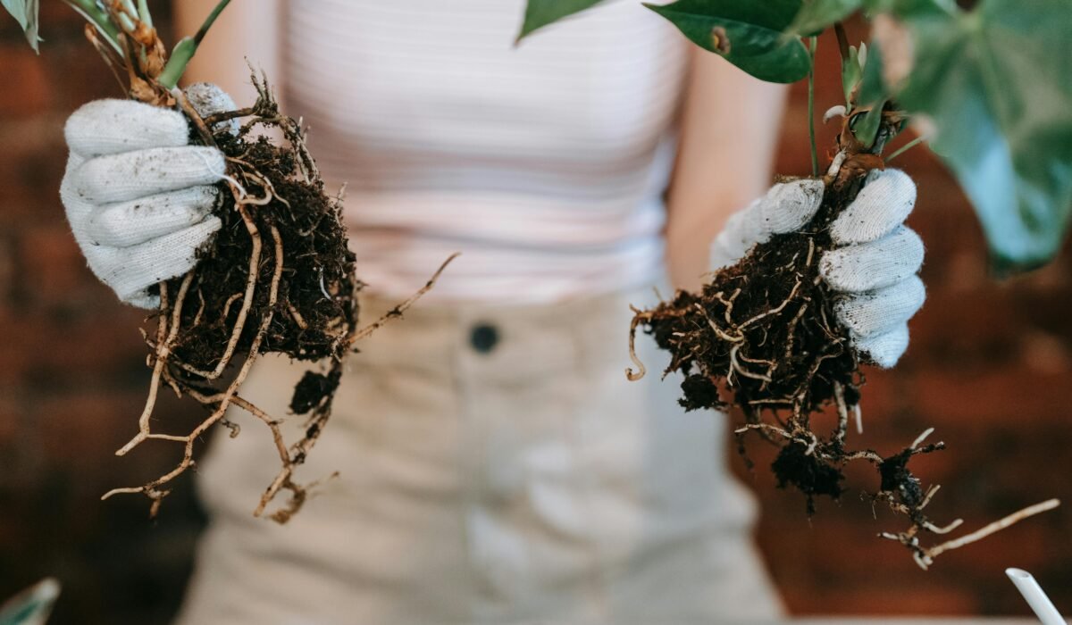 Gardener in gloves holding plants with visible roots for propagation. — Photo by Sasha Kim on Pexels