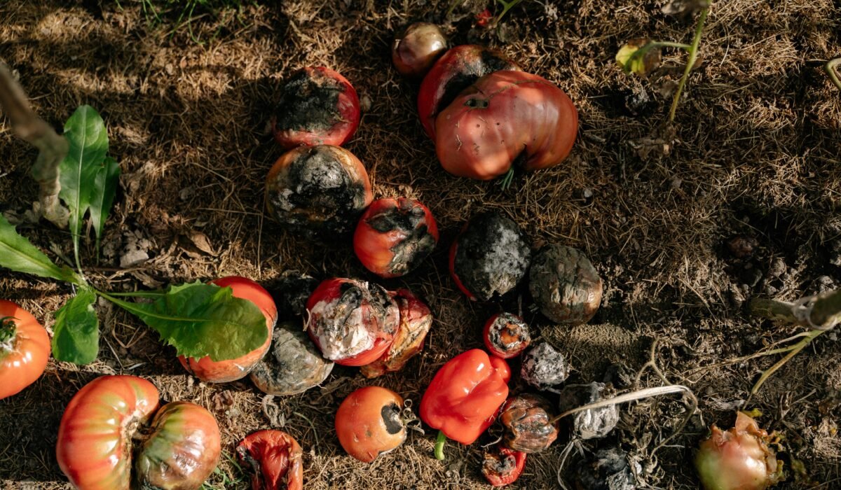 Rotten tomatoes and vegetables in a garden illustrating decay. — Photo by Yan Krukau on Pexels