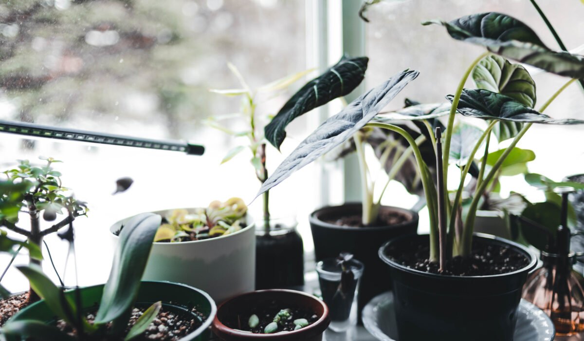 A vibrant collection of potted plants on a windowsill, basking in natural light. — Photo by Erik Mclean on Pexels