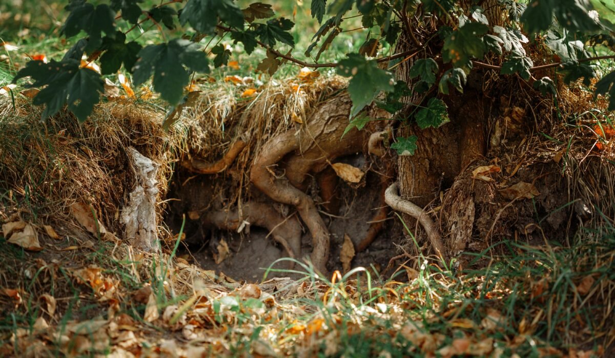 A detailed view of tree roots surrounded by grass and leaves, showcasing natural beauty. — Photo by Julia Filirovska on Pexels