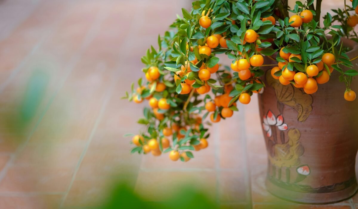 A close-up view of a mandarin tree with ripe fruit in a decorative pot. — Photo by Tuấn Kiệt Jr. on Pexels