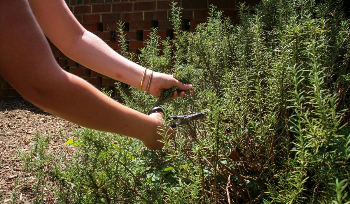 Close-up image of a person harvesting rosemary in the garden with scissors. — Photo by Rachael Holzman on Pexels