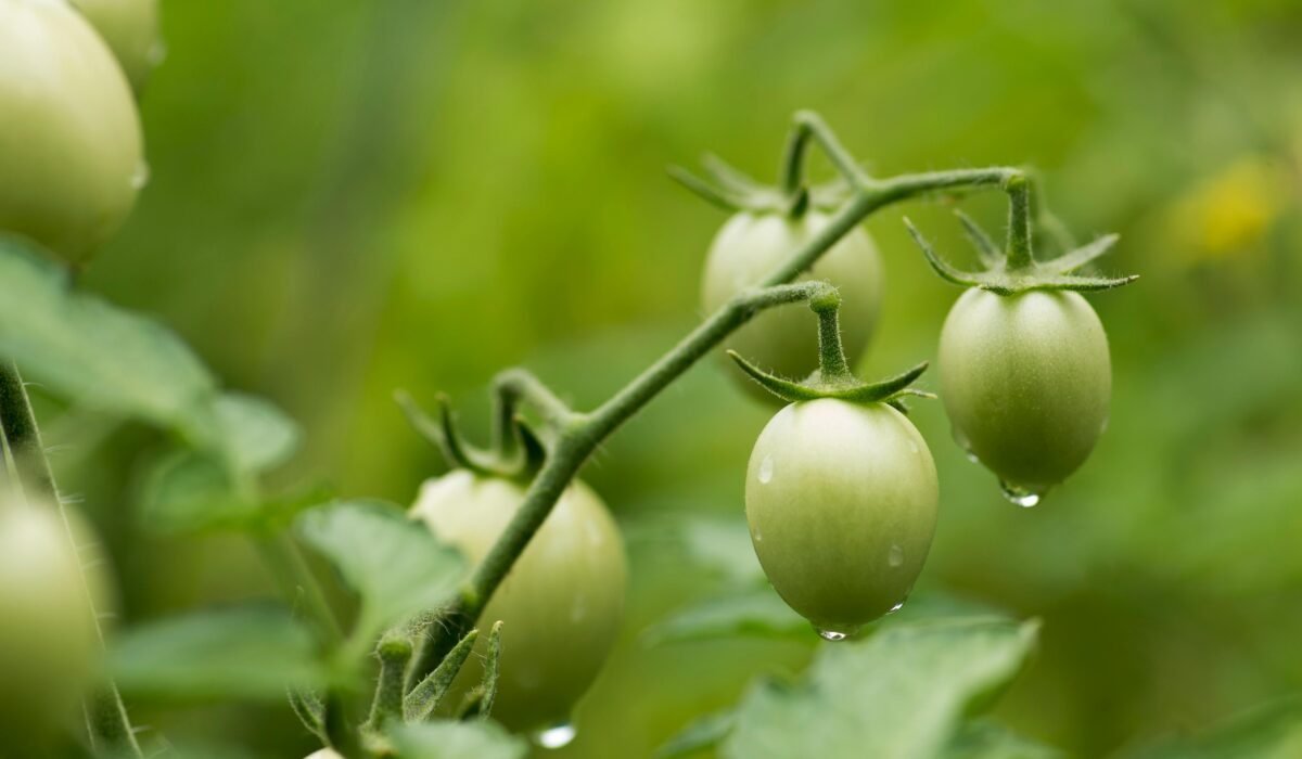 Macro shot of green tomatoes with dew drops on a garden vine emphasizing natural freshness. — Photo by Valentin Ivantsov on Pexels