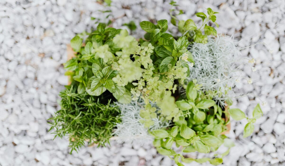 Top view of fresh herbs like basil and rosemary in a planter on a pebbled surface. — Photo by www.kaboompics.com on Pexels