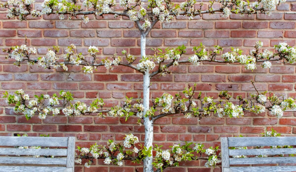 Beautifully trained pear tree in bloom against a rustic brick wall with two benches. — Photo by wal_ 172619 on Pexels