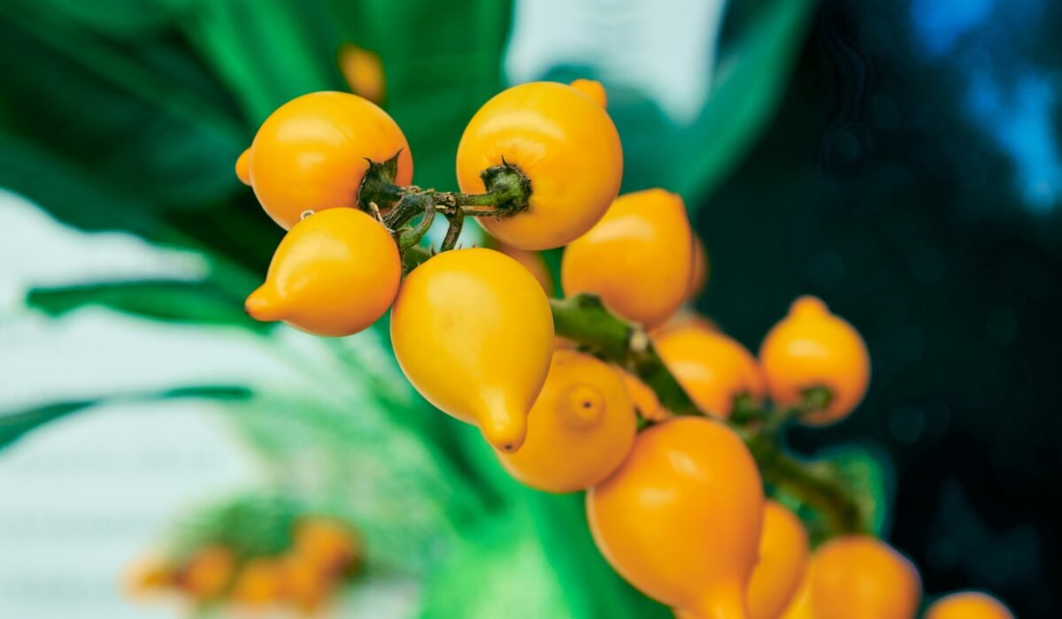 Close-up of vibrant orange Lantana flowers with green leaves, showcasing exotic tropical beauty. — Photo by Suki Lee on Pexels