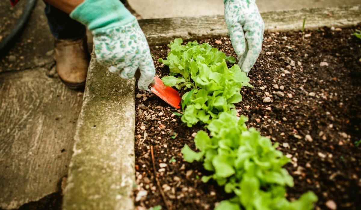 A gardener wearing gloves tending to lettuce plants in an outdoor garden bed. — Photo by Helena Lopes on Pexels