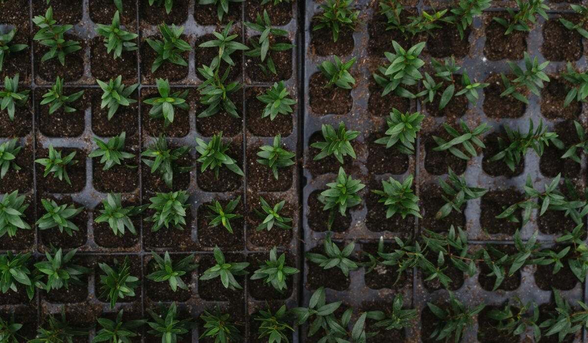 Top view of vibrant green seedlings arranged in nursery trays, ready for planting. — Photo by Tima Miroshnichenko on Pexels