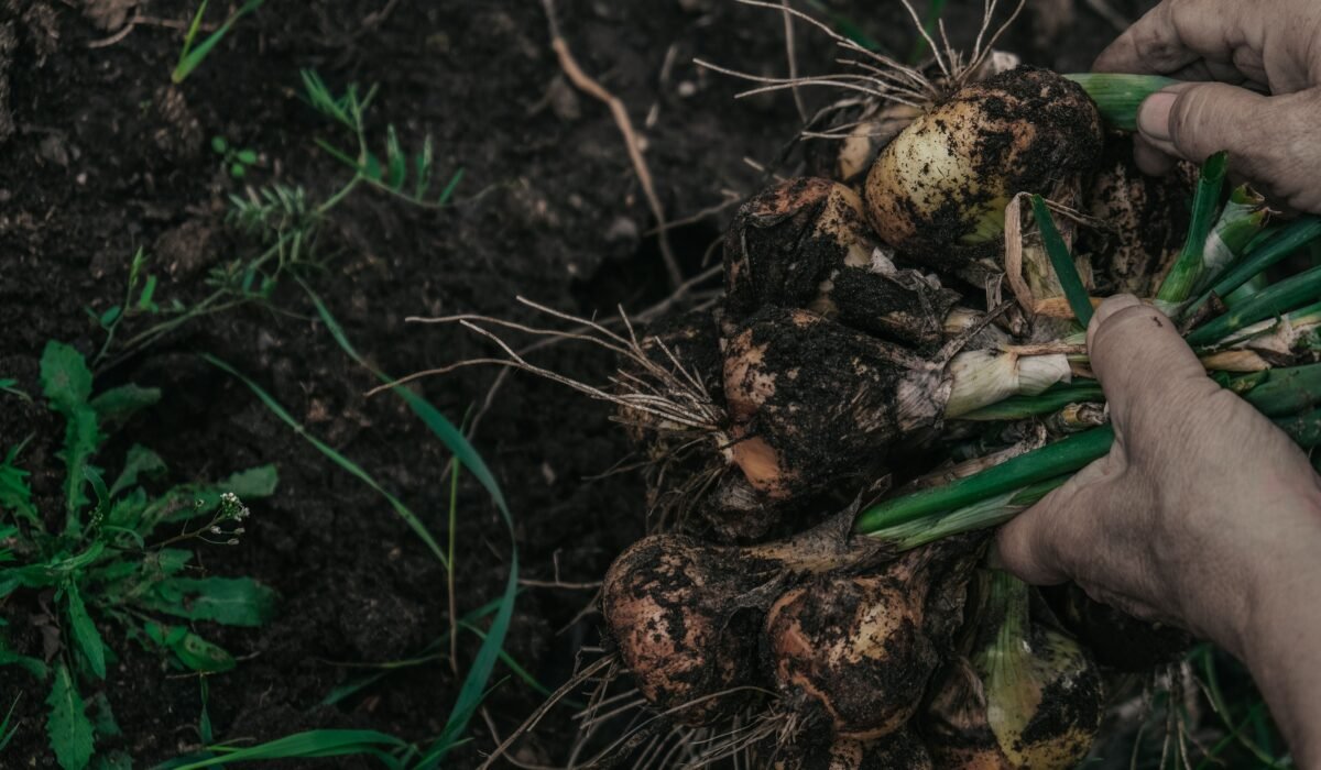 Close-up of hands pulling freshly harvested onions from rich soil, showcasing farming and agriculture. — Photo by Alexandra Kollstrem on Pexels