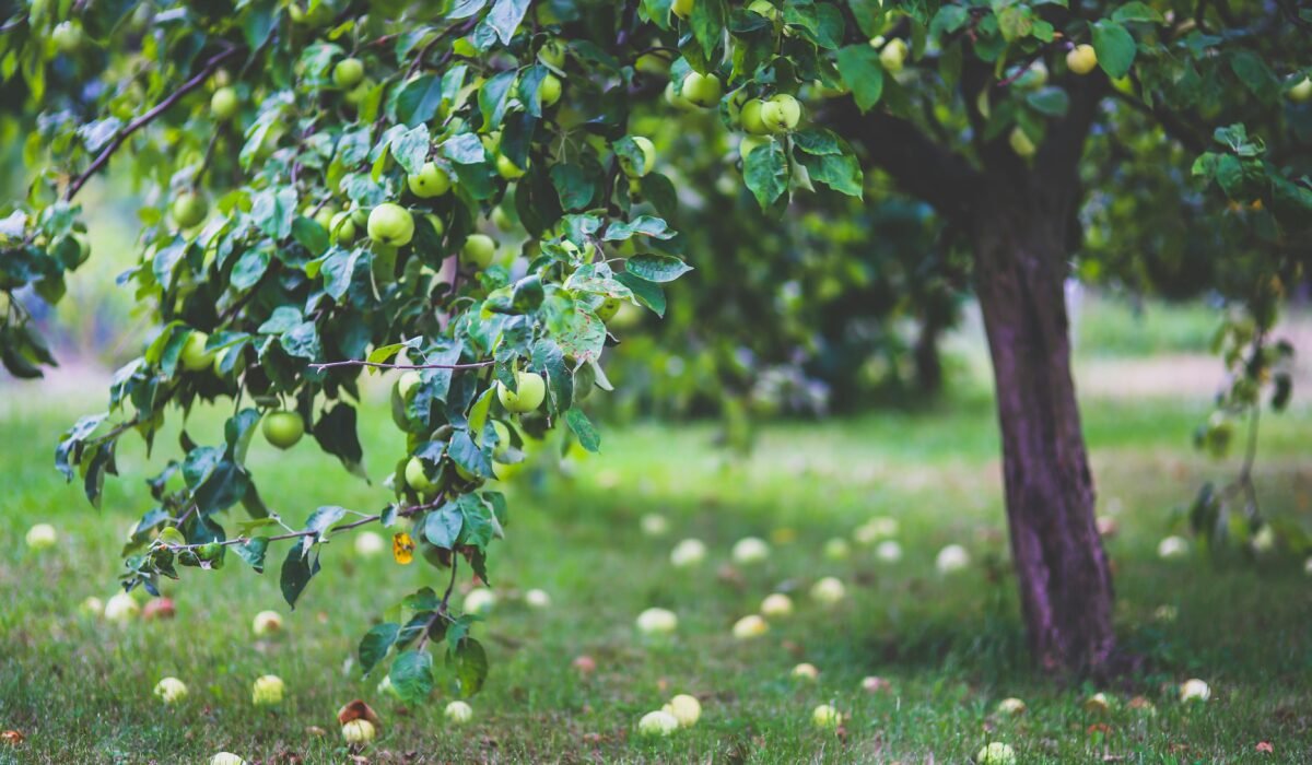 A vibrant apple tree heavy with fruit in a serene orchard setting during summer. — Photo by Karolina Grabowska www.kaboompics.com on Pexels