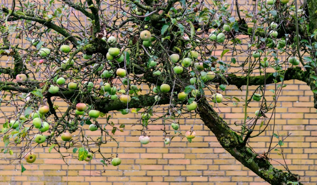 Green apples hang on a tree with a vibrant brick wall as the backdrop. — Photo by Sergej Strannik on Pexels