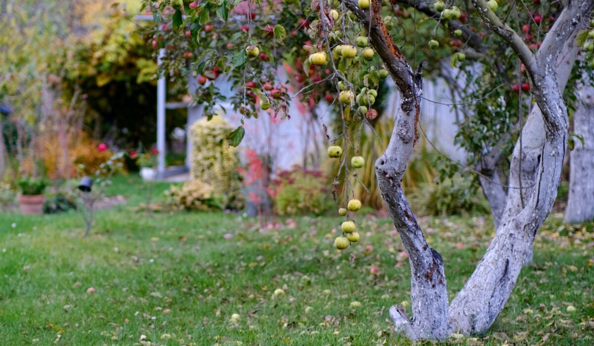 Vibrant autumn garden with apple trees full of ripe fruit in a serene outdoor setting. — Photo by Roman Biernacki on Pexels