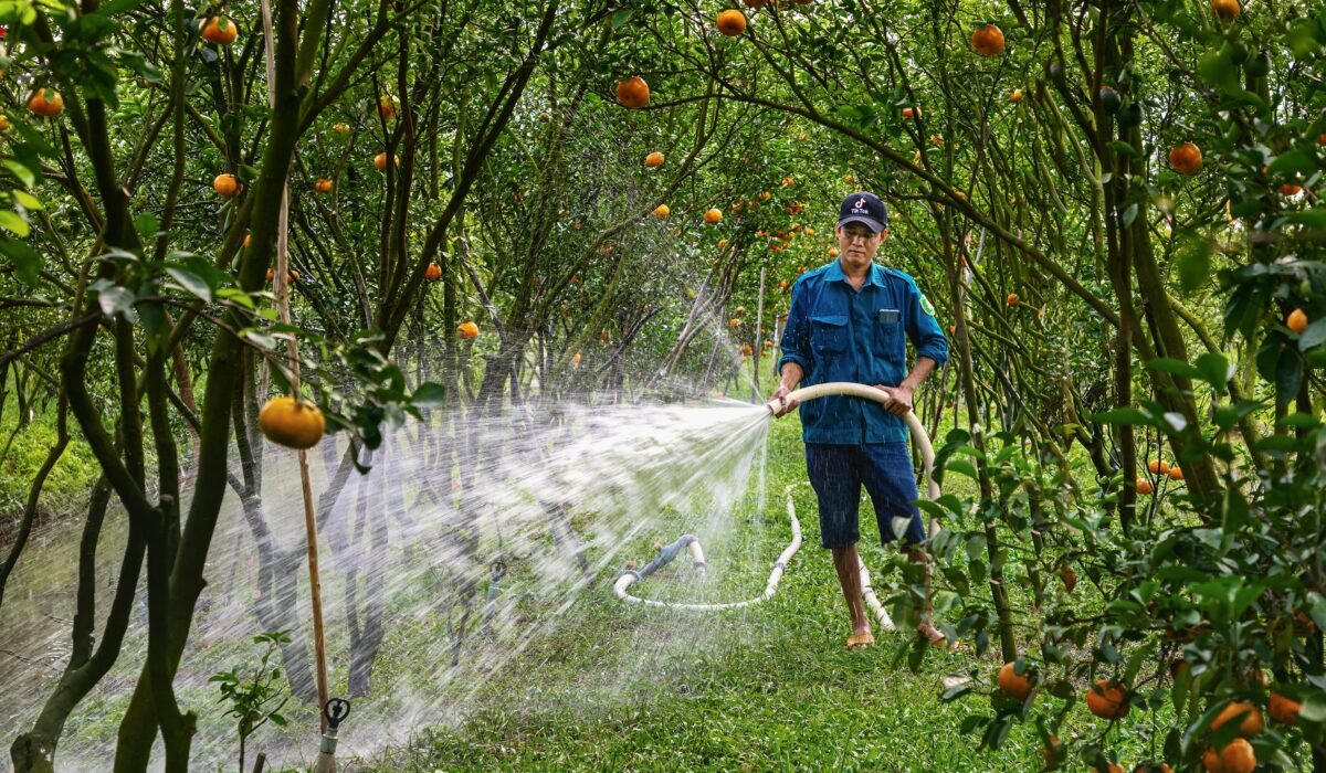 A farmer waters a lush tangerine grove in Đồng Tháp, Vietnam, showcasing agriculture. — Photo by Văn Long Bùi on Pexels