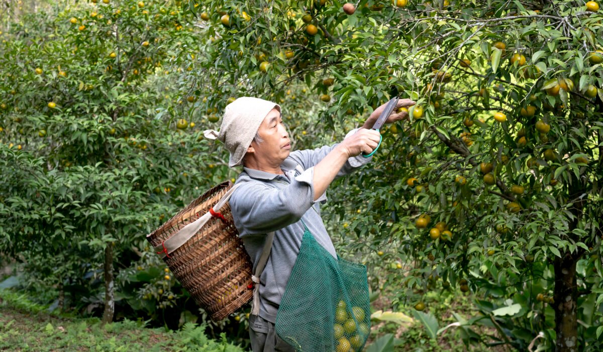 A man picking ripe oranges in a vibrant orchard, showcasing traditional farming techniques. — Photo by Quang Nguyen Vinh on Pexels