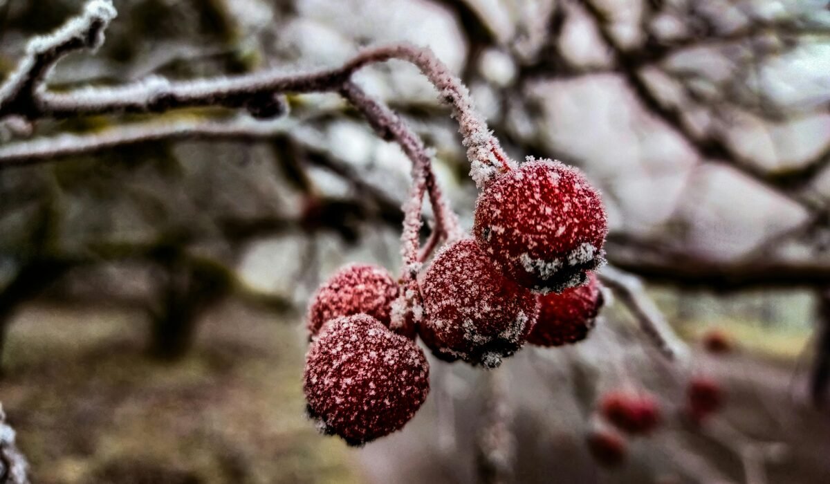 Close-up of frosty red berries on tree branches during winter, highlighting nature's chill. — Photo by Анатолий on Pexels
