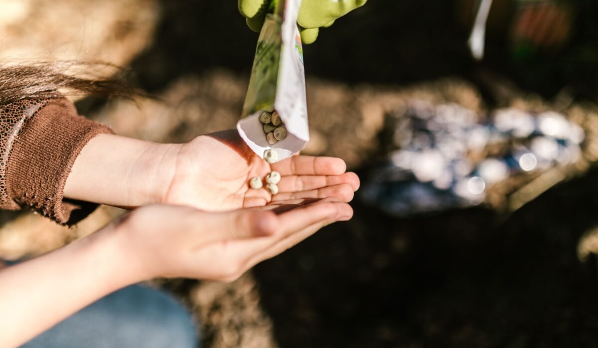 Close-up of hands planting seeds outdoors with sunlight casting warm tones. — Photo by RDNE Stock project on Pexels