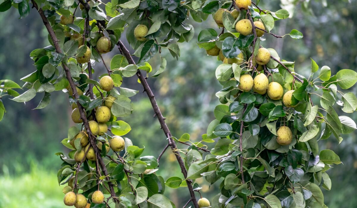 Abundant pear tree branches laden with ripe fruit amidst vibrant green leaves. — Photo by Rajesh S Balouria on Pexels
