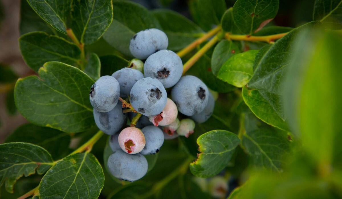 Close-up of ripe blueberries growing on a branch with vibrant green leaves. — Photo by Mark Stebnicki on Pexels