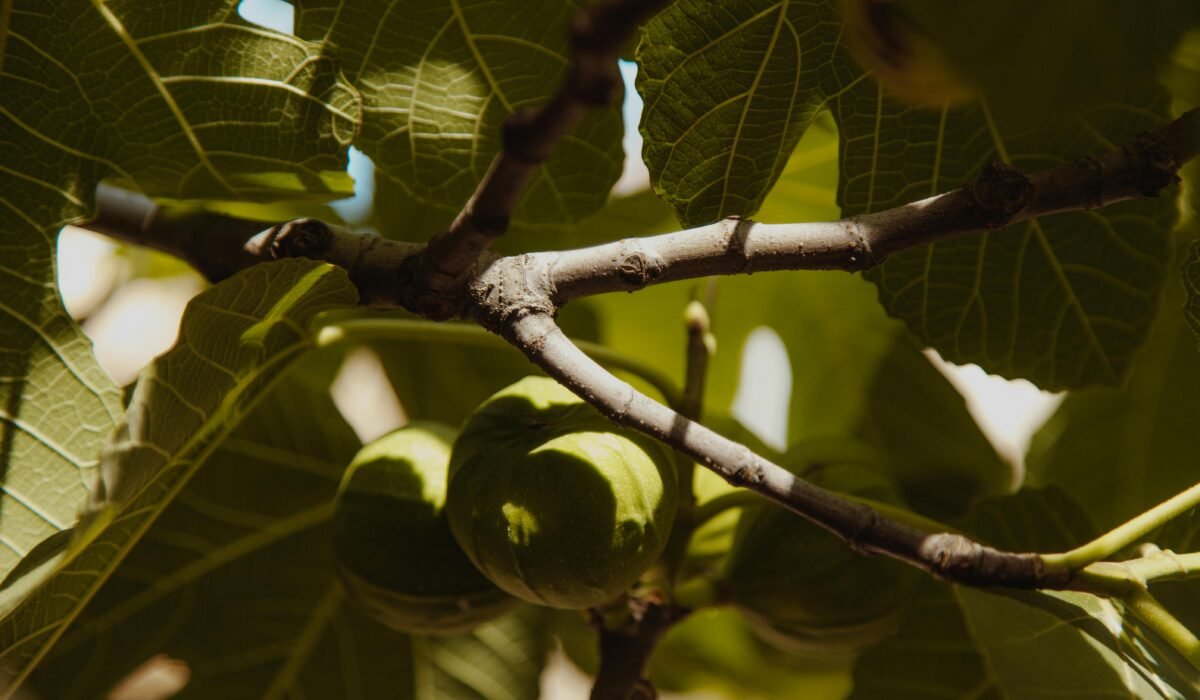 A detailed shot of green figs growing on tree branches under sunlight. — Photo by ROMAN ODINTSOV on Pexels