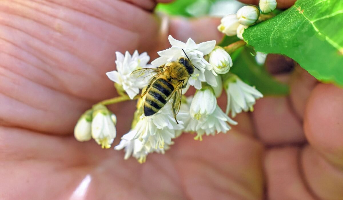 Detailed image of a bee on white flowers held gently by a hand, showcasing pollination. — Photo by hejpetrpepa Pepa on Pexels