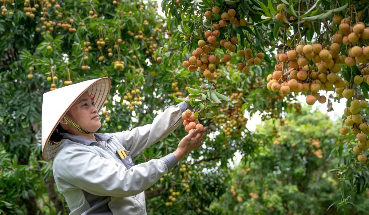 A farmer in traditional conical hat picks ripe lychee fruits from a tree in a lush orchard. — Photo by Quang Nguyen Vinh on Pexels