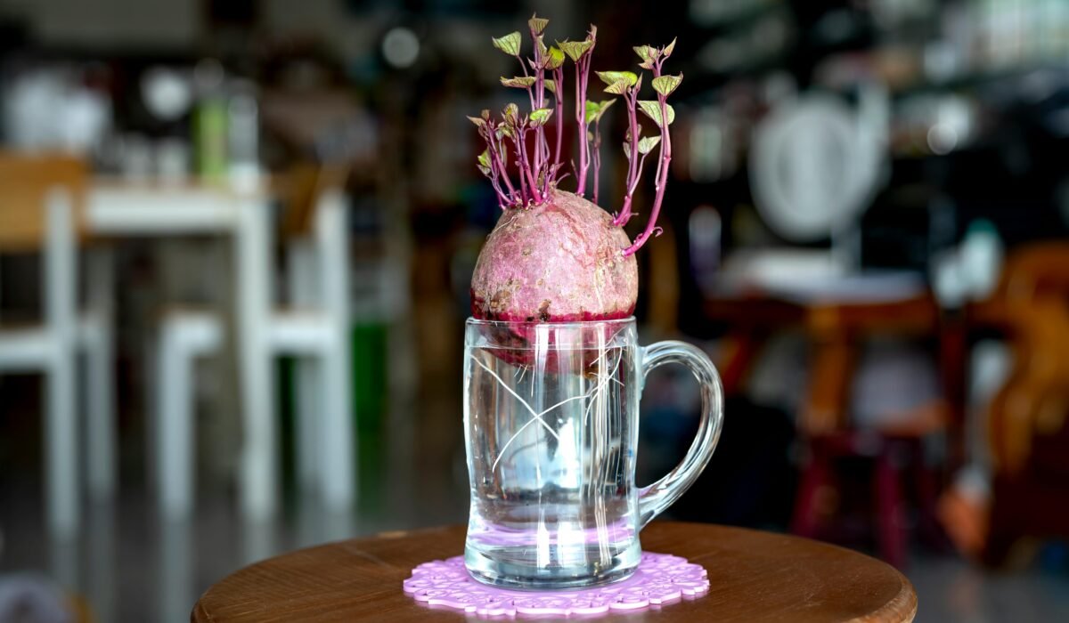 Close-up of a beetroot sprouting in a glass mug indoors, showcasing growth and nature. — Photo by Quang Nguyen Vinh on Pexels