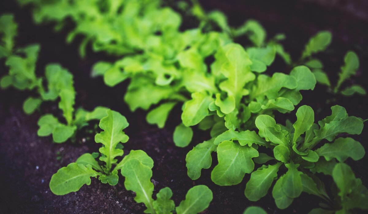 Close-up of lush green arugula plants growing in rich, dark soil. Ideal for healthy eating concepts. — Photo by Karolina Grabowska www.kaboompics.com on Pexels