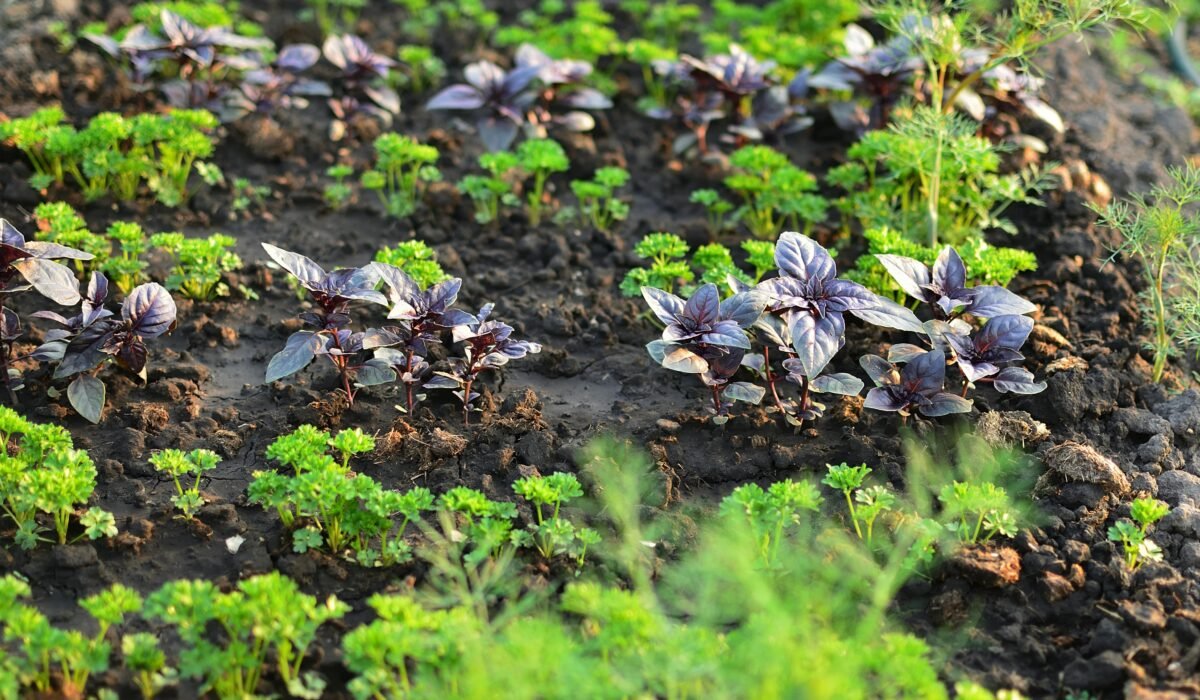 Close-up of a flourishing herb garden with purple basil and green parsley growing in rich soil. — Photo by Aleksandr Gorlov on Pexels