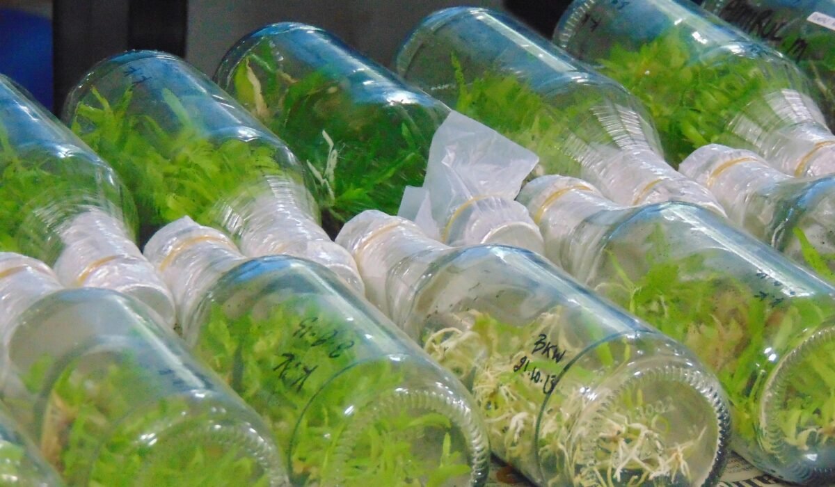 Tissue culture plants in glass bottles, showcasing laboratory methods in botany. — Photo by Khairul Munir on Pexels
