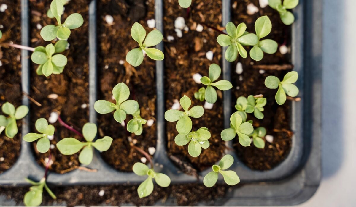 Detailed view of young seedlings growing in a tray, showcasing plant growth. — Photo by Greta Hoffman on Pexels