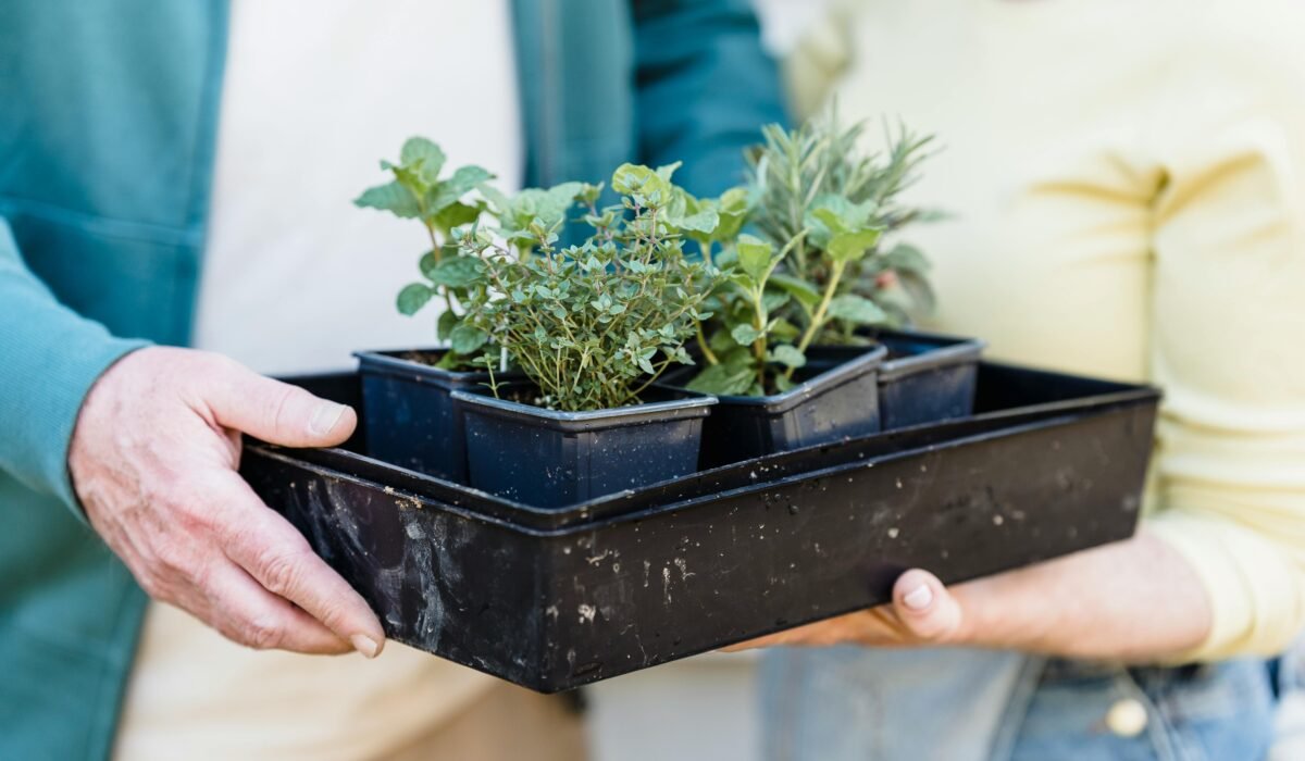 Crop unrecognizable gardeners standing together with container of tender verdant seedlings in hands — Photo by Greta Hoffman on Pexels