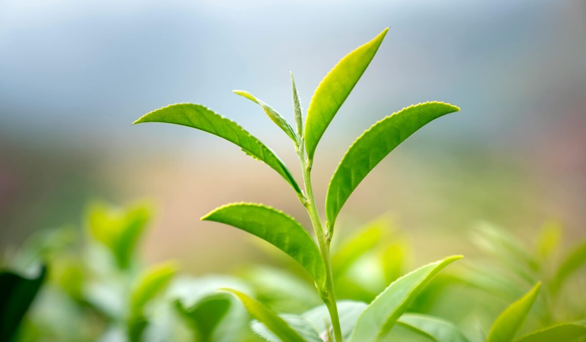 Vibrant green tea leaves captured in close-up with a blurred natural background. — Photo by Quang Nguyen Vinh on Pexels