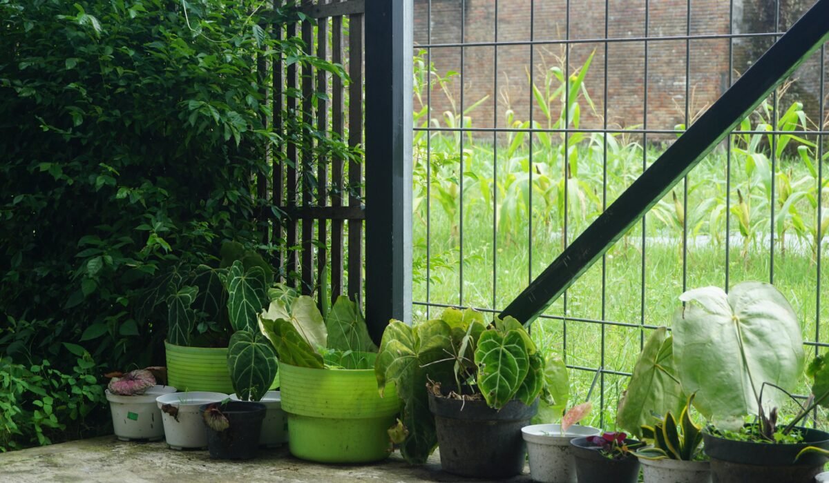 A collection of potted plants by a garden fence with lush greenery. — Photo by Irfan halim on Pexels